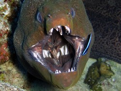 Опасные обитатели морских глубин  - Коркош Владимир Васильевич "Korkosh2016"