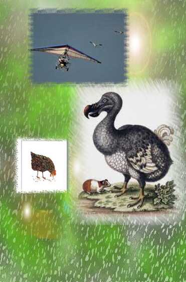 Дронтизм как последняя стадия деградации личности политического руководителя - Вячеслав Александрович Яцко