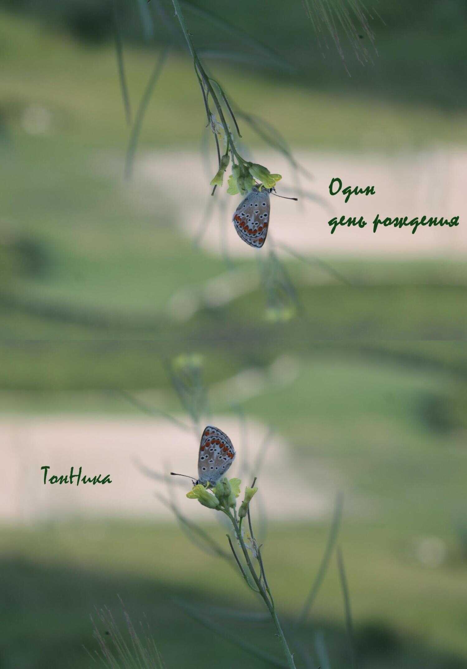 Один день рождения - ТонНика