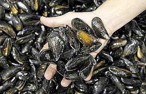 Обыкновенная мидия - Морис Кейн