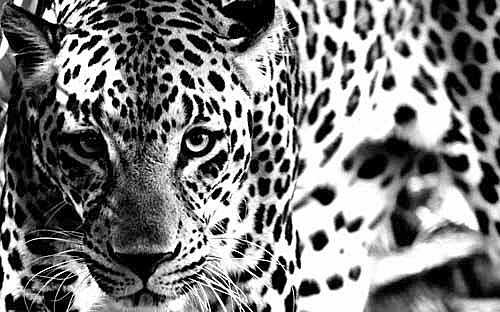 Неласковый триумвират - Морис Кейн