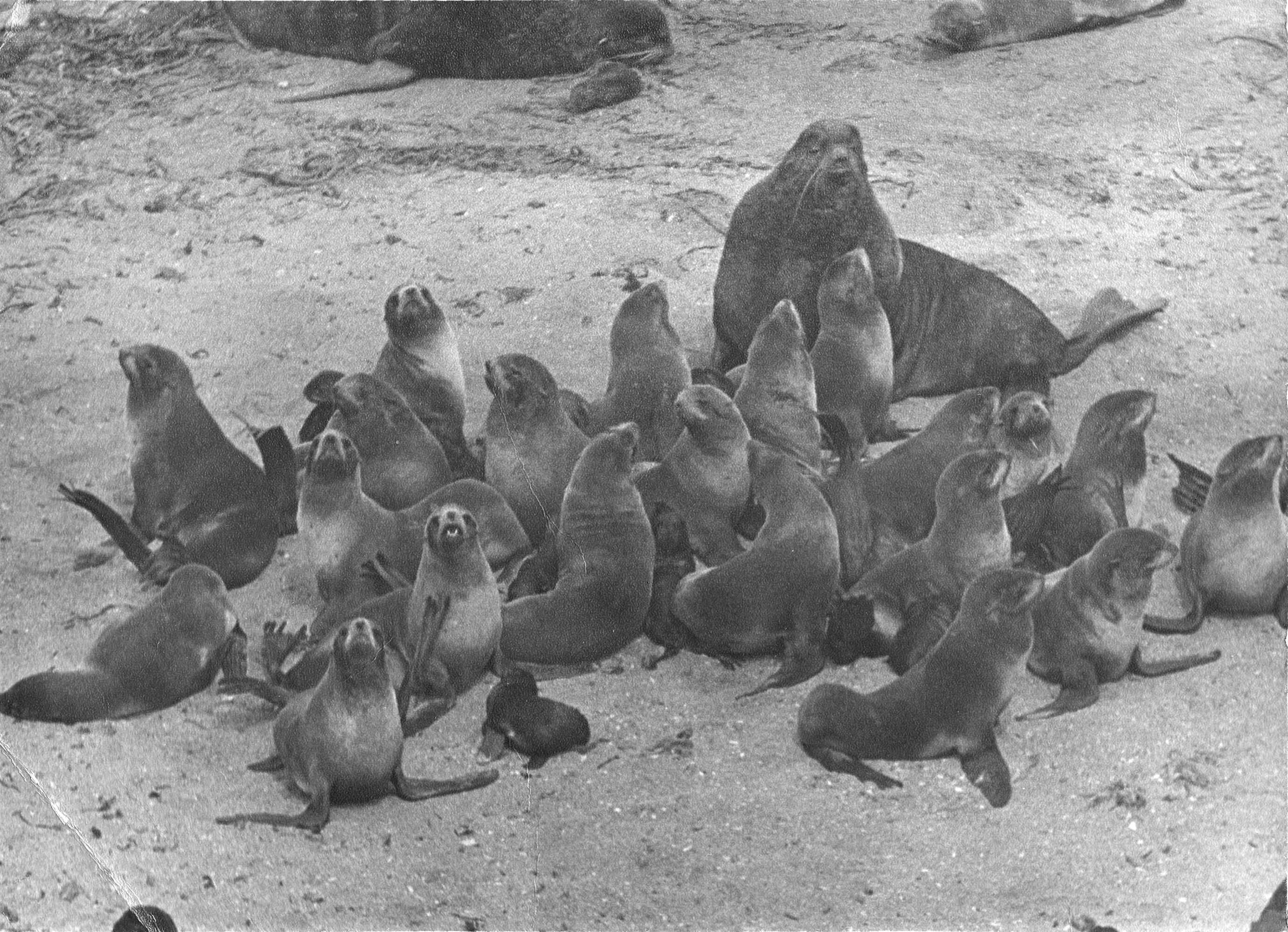 Дикие собаки - Владимир Васильевич Коркош