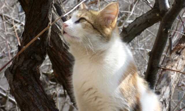 Пушистый страж и кормилец - Владимир Васильевич Коркош