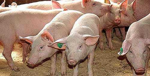 Выход поросят на матку - Автор Неизвестен