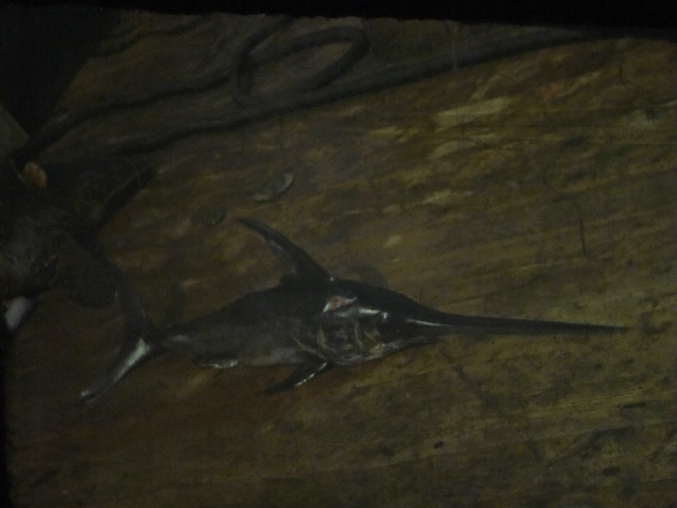 Любовь, верность и самопожертвование - Владимир Васильевич Коркош