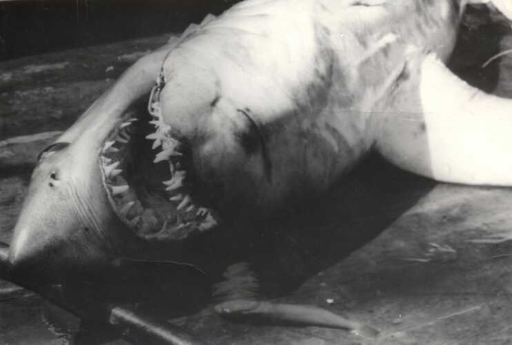 Камбузник и акула - Владимир Васильевич Коркош