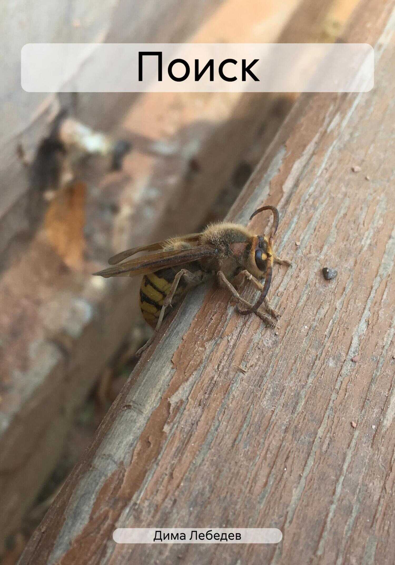 Поиск - Дима Олегович Лебедев