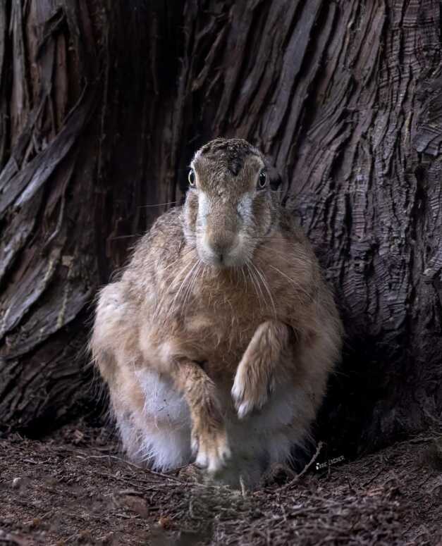 Заяц и гриффиндорка - Drabble_NK