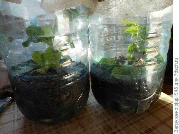 Колорадский жук и душистый табак - Юрий Петрович Боженов